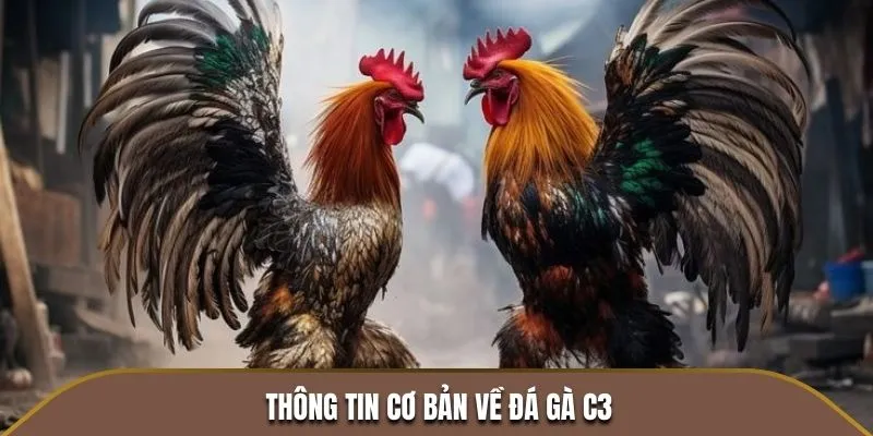 Thông tin cơ bản về Đá Gà C3